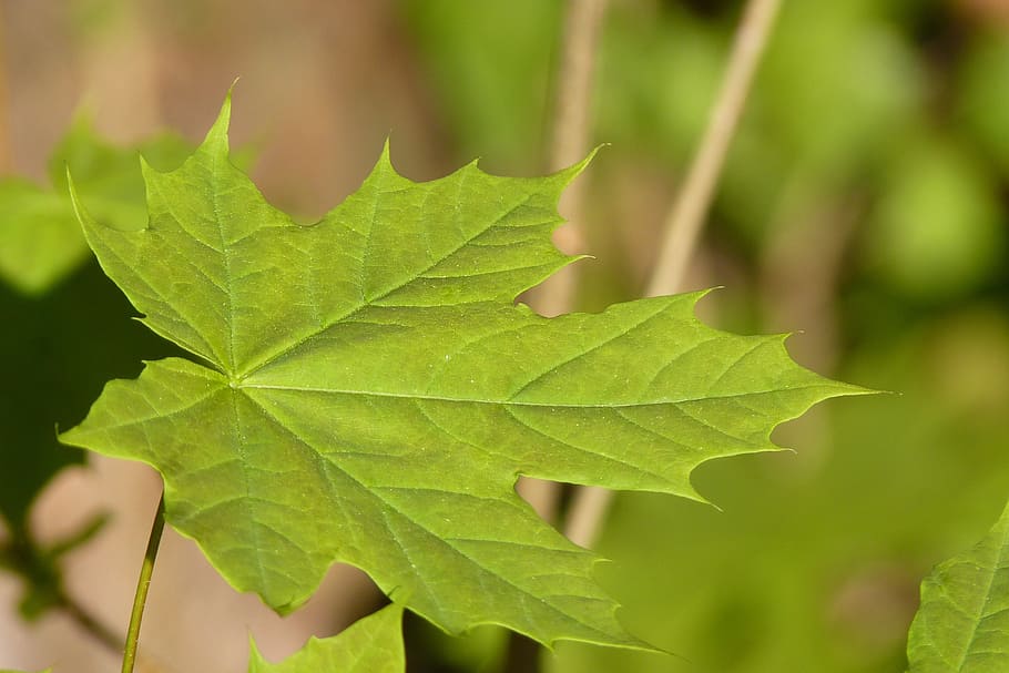 maple, leaf, tree, spring, leaves, green, nature, landscape HD wallpaper