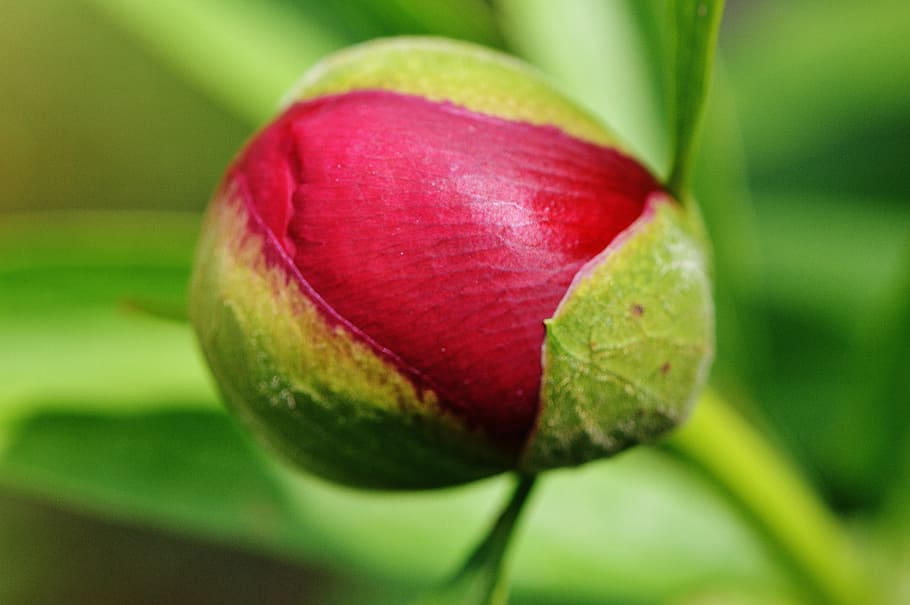 Peony, Flower, Blossom, Bloom, bud, red, nature, close, garden HD wallpaper
