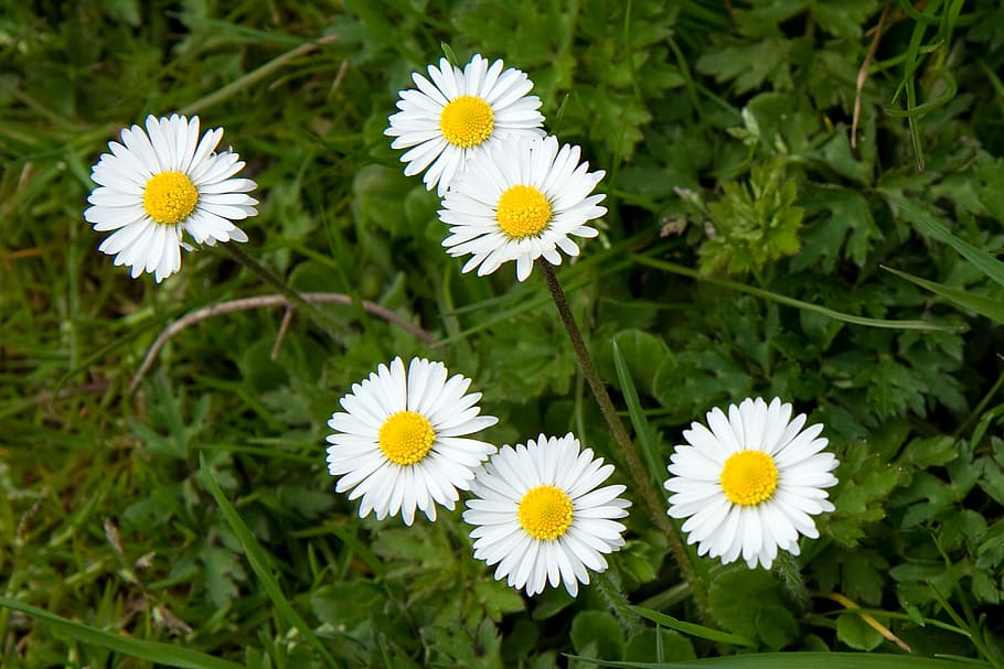 daisy, flower, flowers, spring, yellow, white, tiny, flowering plant HD wallpaper