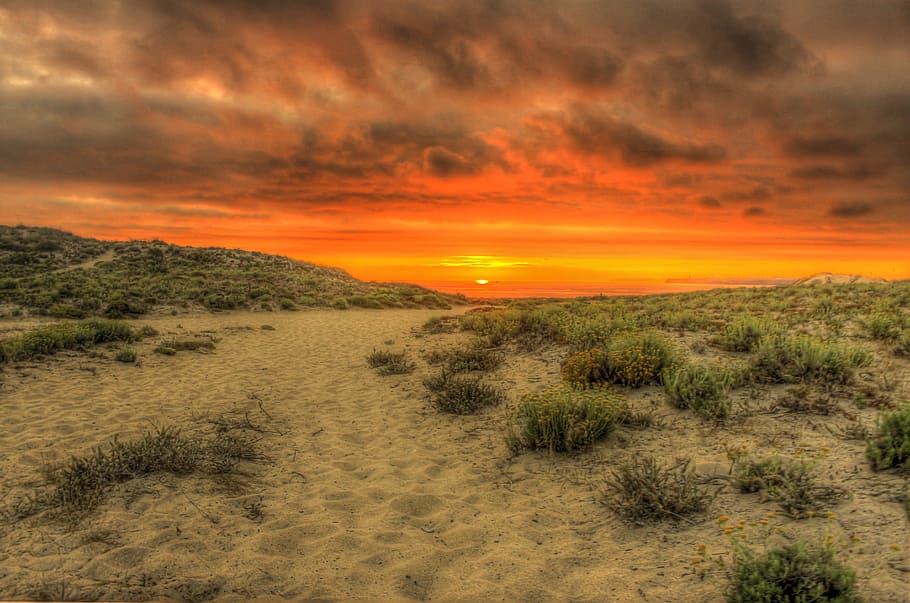 Green Leaf Plant and Brown Soil Under Gray Nimbus Clouds during Golden Hour HD wallpaper