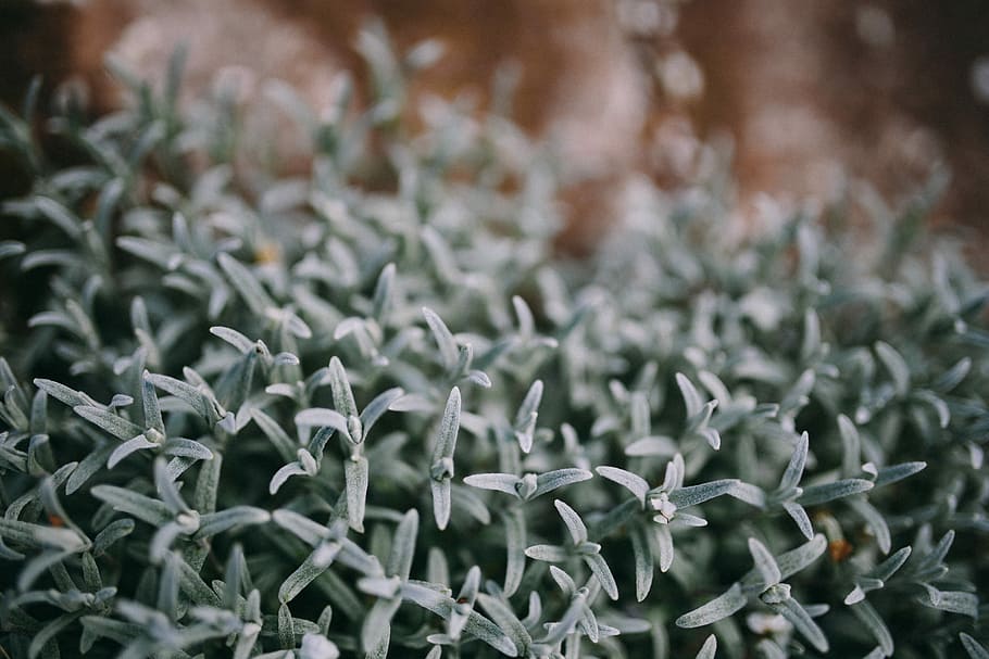 Closeup view of nature, flower, flowers, flora, floral, plants HD wallpaper
