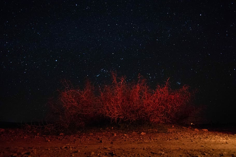 red plant under starry sky, red plant and under starry night HD wallpaper