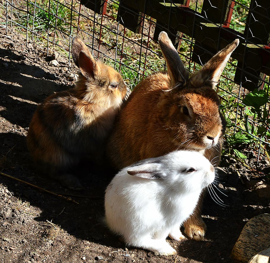 rabbit, sweet, cute, pet, out, animal, pets, mammal, rabbit - Animal HD wallpaper