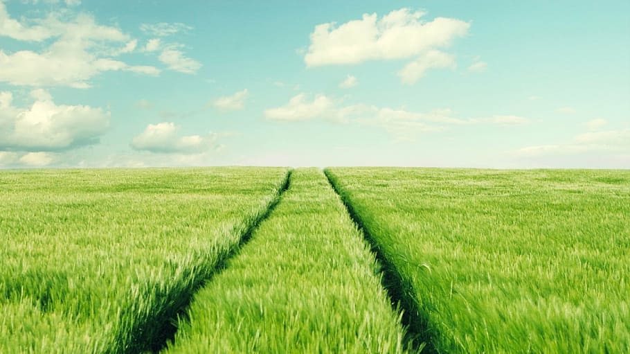 green farm photography, trail, grass, meadow, paths, outdoors HD wallpaper