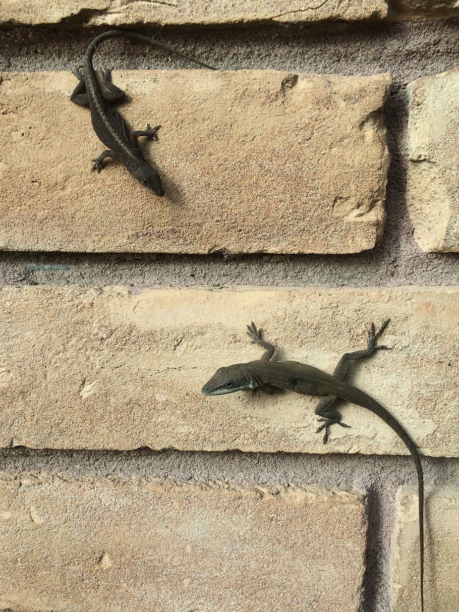 Lizards, Brick Wall, Outside, wall - building feature, animal wildlife HD wallpaper