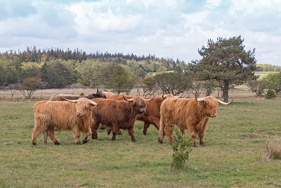 cattle, scottish, highland cattle, long-haired, brown, horn, HD wallpaper