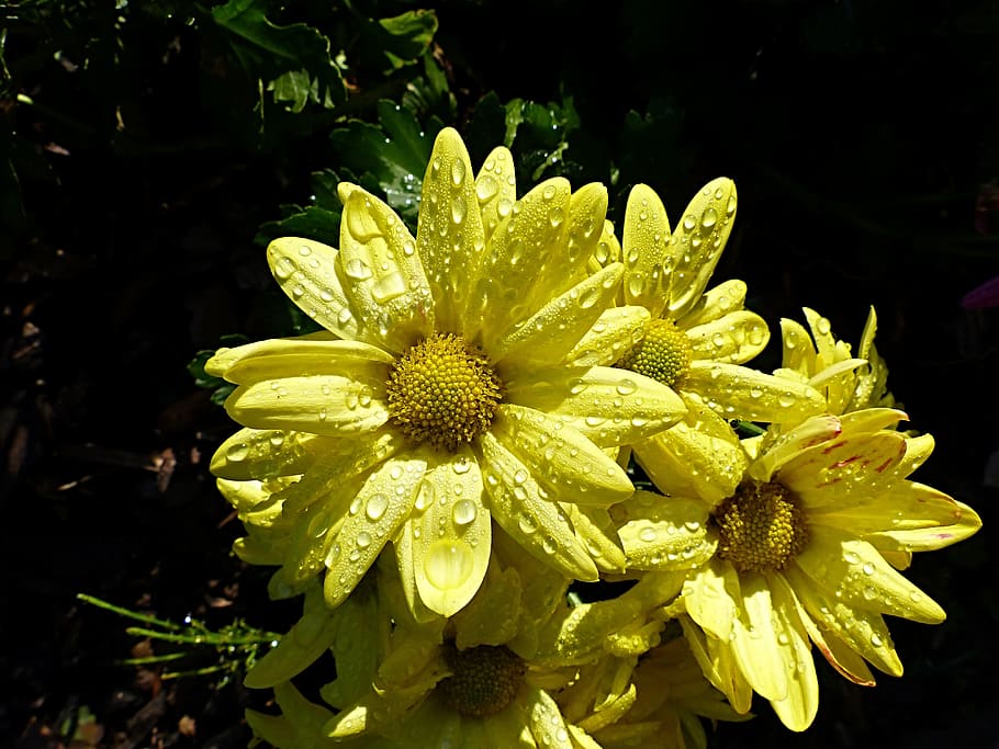 Asters, Close, Raindrop, Plant, flower, petal, flower head HD wallpaper