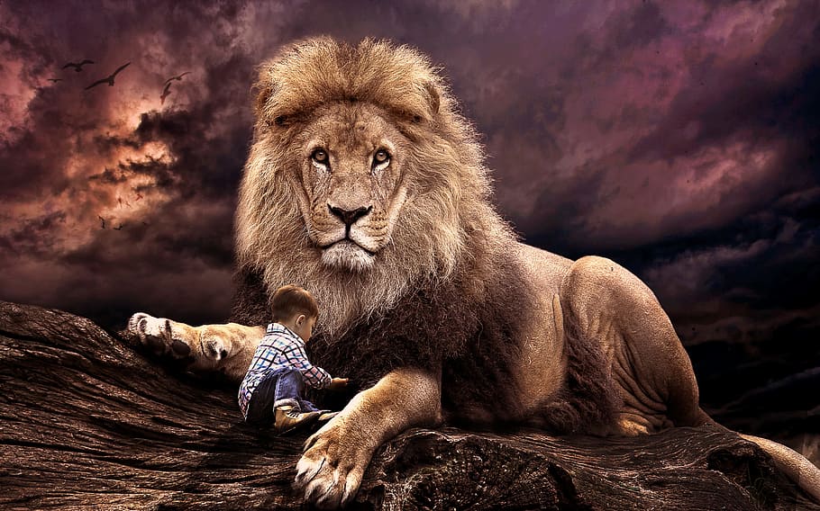 toddler and lion, mammal, wildlife, cat, animal, nature, predator, HD wallpaper
