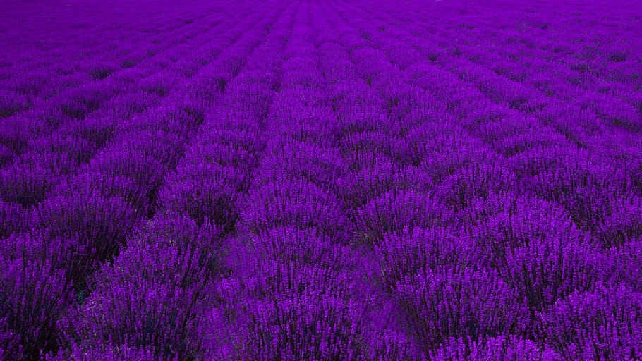 pink petaled flower field, photography of purple lavender flower field during daytime HD wallpaper