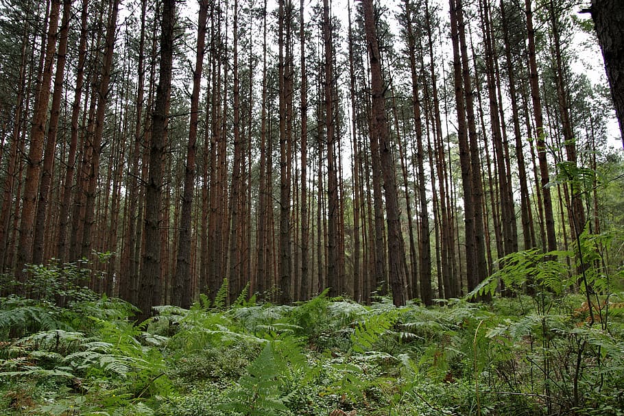 spruce, tree, pine, forest, tall, europe, green, nature, leaf HD wallpaper