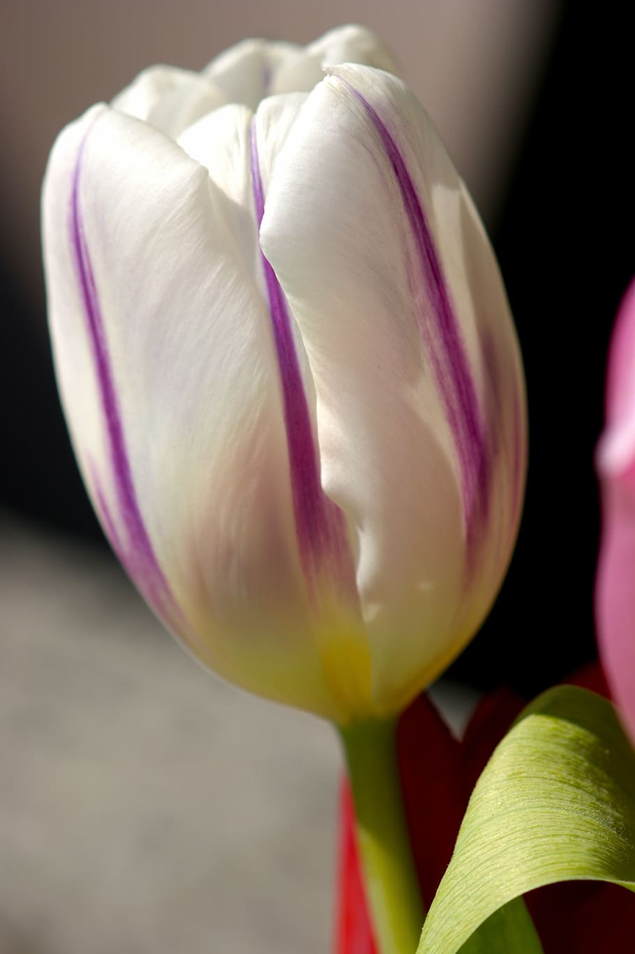 tulip, white, spring, blossom, bloom, flower, plant, violet HD wallpaper