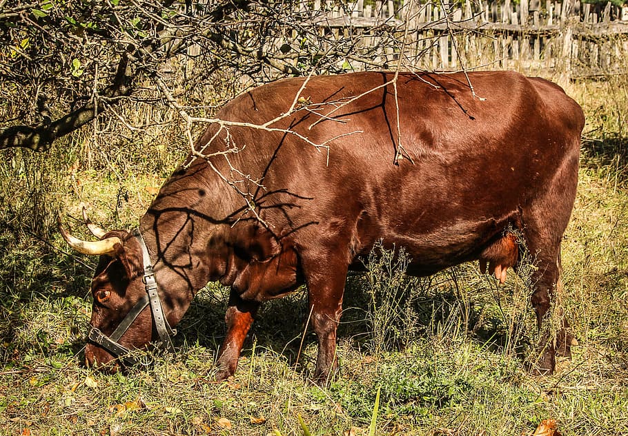 Cows, Brown, Animals, Mammals, Grazing, eating, grasses, feeding HD wallpaper