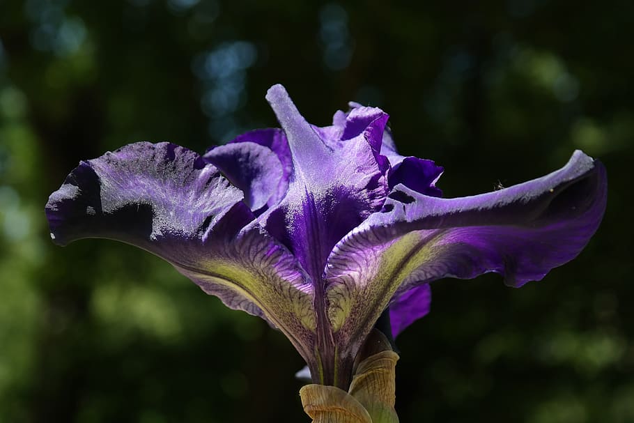 Iris, Blossom, Bloom, Dark Purple, flower, velvety, mysterious, HD wallpaper