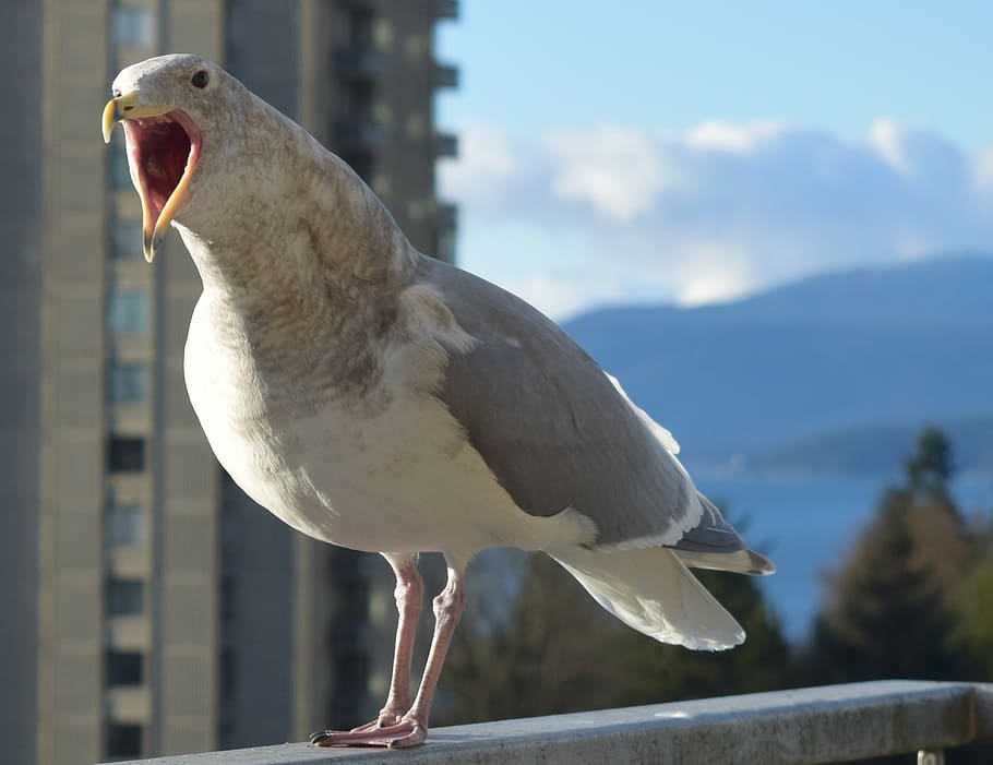 seagull, bird, talking seagull, animal themes, one animal, animals in the wild HD wallpaper