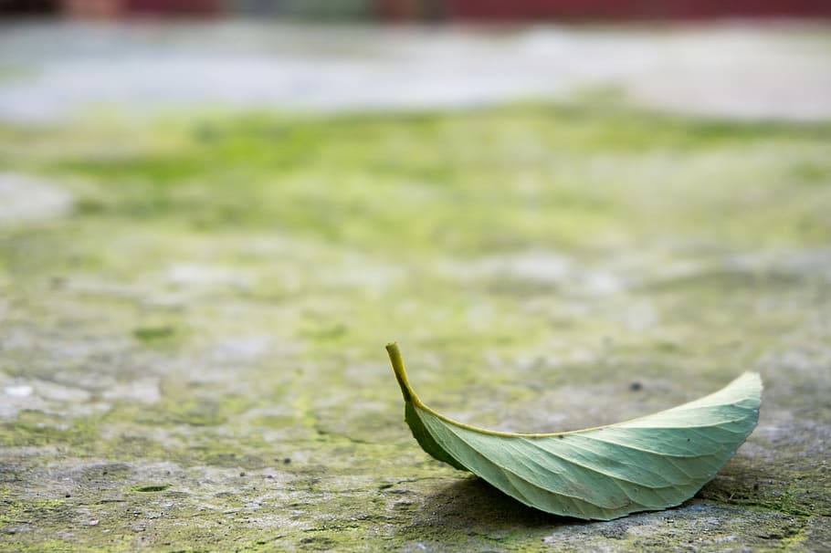 leaf, tree leaf, autumn, green leaf, path, verdina, green color HD wallpaper