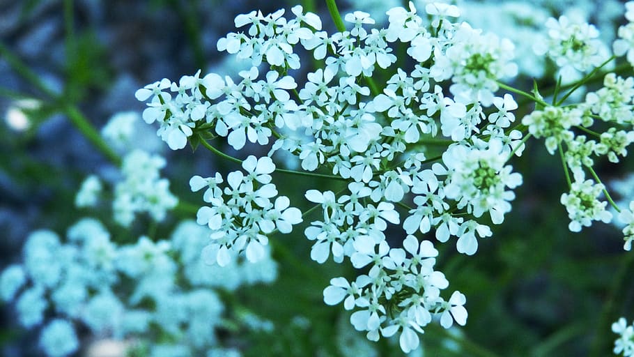 flower, nature, tree, foliage, summer, spring, purple, summer flowers HD wallpaper