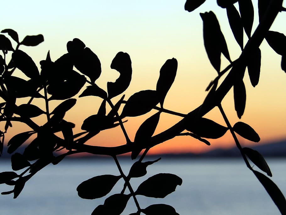 silhouette, leaf, plant, tree, nature, sky, sunset, no people HD wallpaper