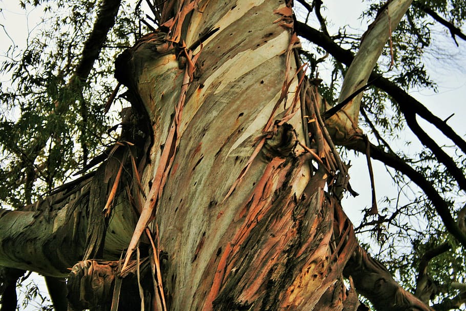 eucalyptus tree, trunk, bark, strips, frayed, plant, low angle view HD wallpaper