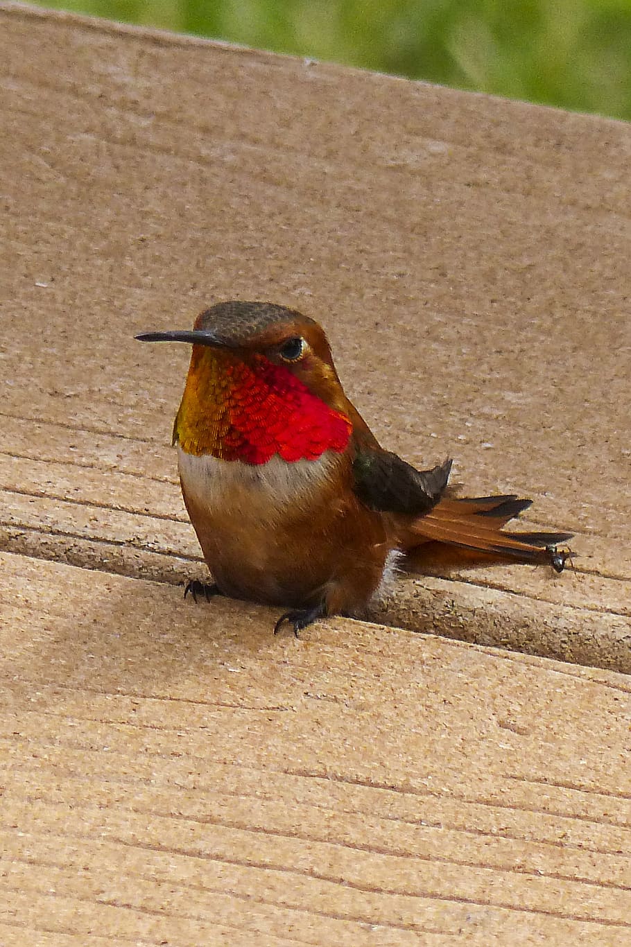 close-up photography of ruby-throated hummingbird, allens hummingbird, HD wallpaper
