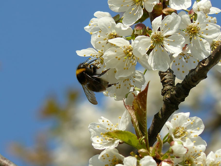 spring, flower, white, pollen, insect, cherry, bumble-bee, nature HD wallpaper
