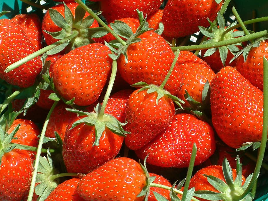 fruit, strawberry, red, dessert, summer, nature, food and drink HD wallpaper