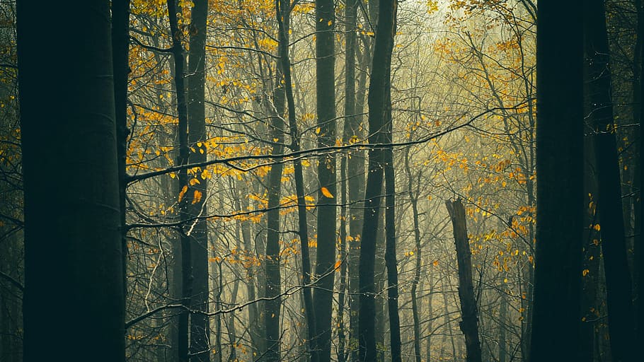 autumn, nature, tree, forest, fall, foliage, season, landscape HD wallpaper