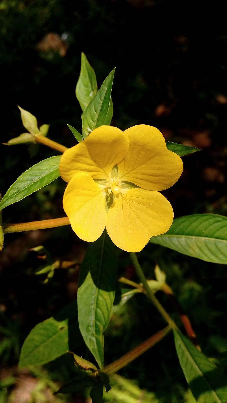 flower, nature, flowers, garden, plants, yello, petals, spring HD wallpaper