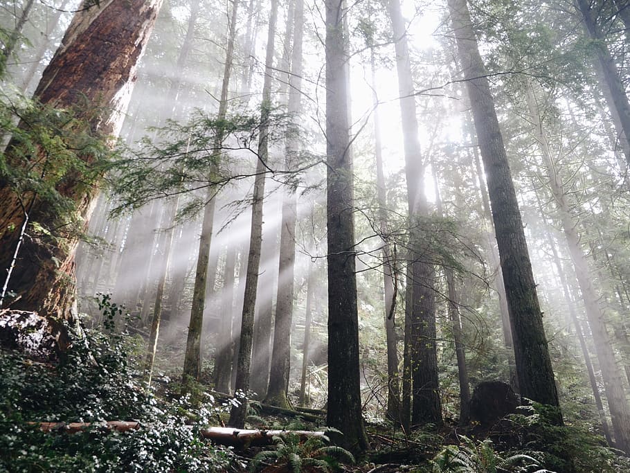 trees, forest, woods, nature, sunlight, outdoors, hiking, trekking HD wallpaper