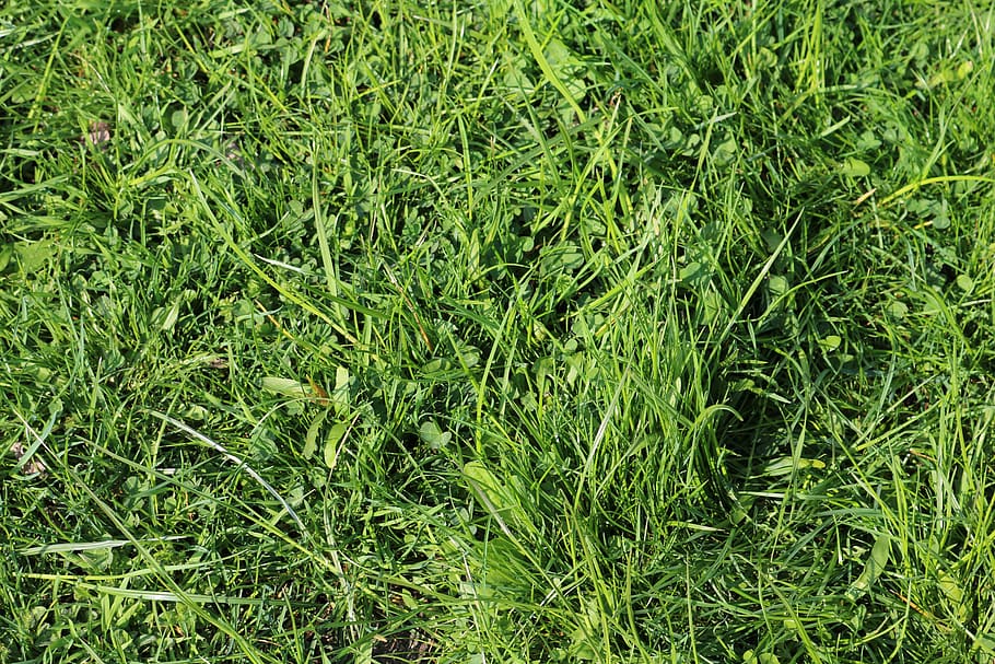 landscape format, rush, grass, meadow, green, background, green color HD wallpaper