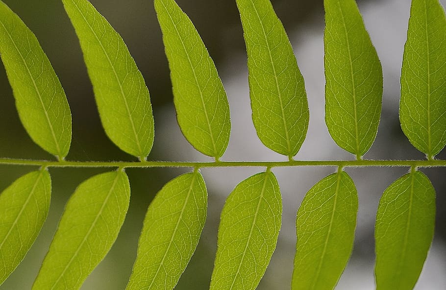 leaf, leaves, twig, green, plant, nature, green color, growth HD wallpaper