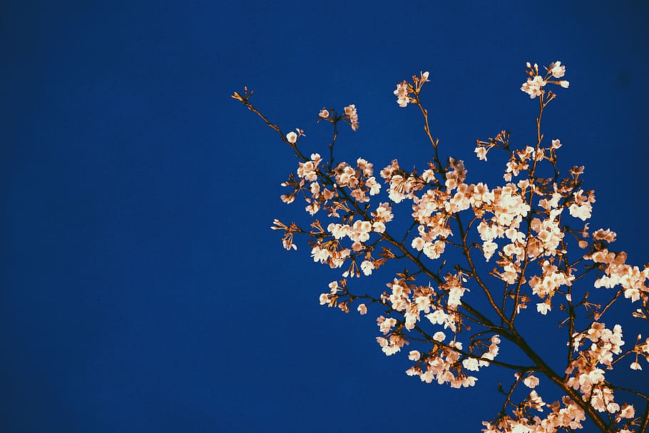 cherry blossom, spring, night, sky, blue, clear sky, nature HD wallpaper