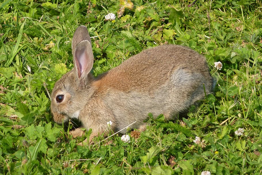 rabbit, haas, grassland, animal, mammal, cute, rabbit - Animal HD wallpaper