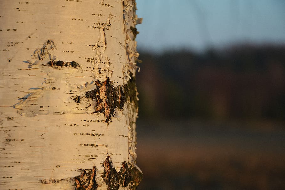 birch, tree, nature, winter, forest, beauty, autumn, light HD wallpaper