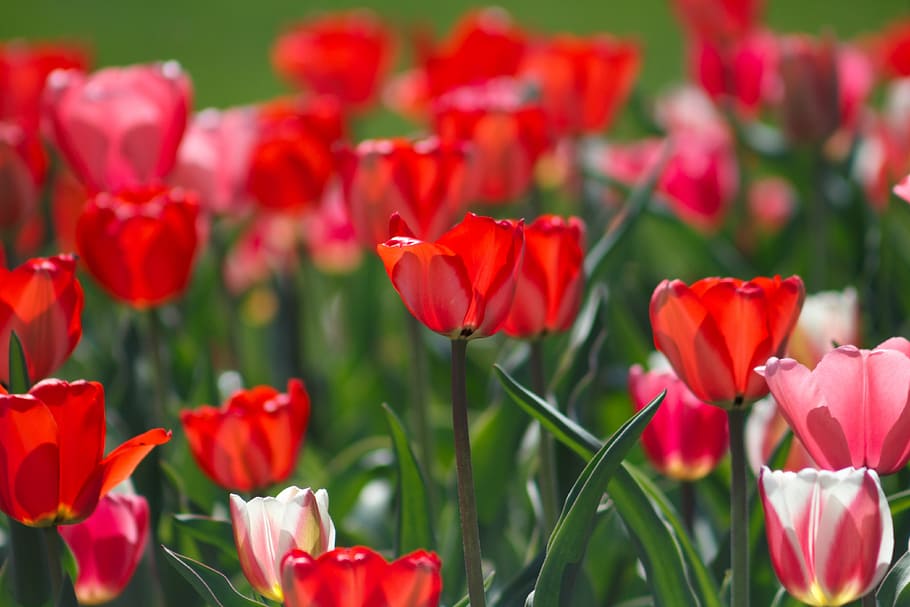 selective focus photography of red flowers, red tulips shallow focus photography HD wallpaper