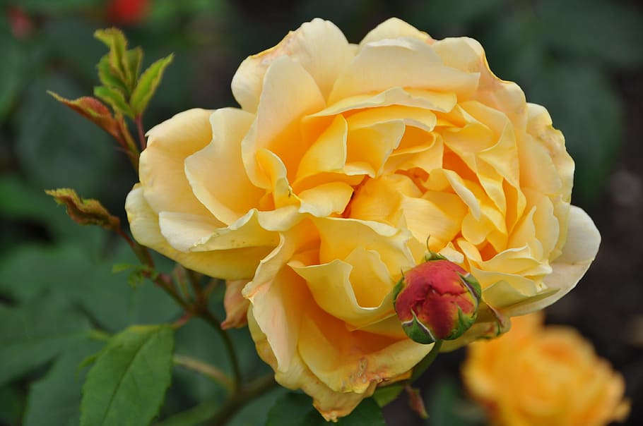rose, flower, summer, flowering plant, beauty in nature, petal HD wallpaper