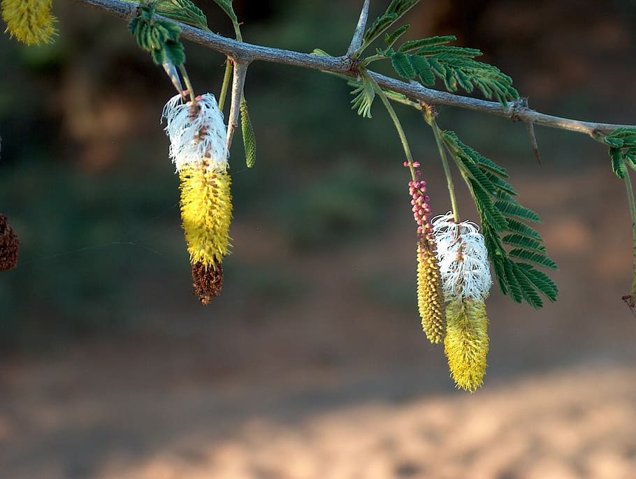 flower, tree, sand, leaves, nature, spring, green, plant, bloom HD wallpaper