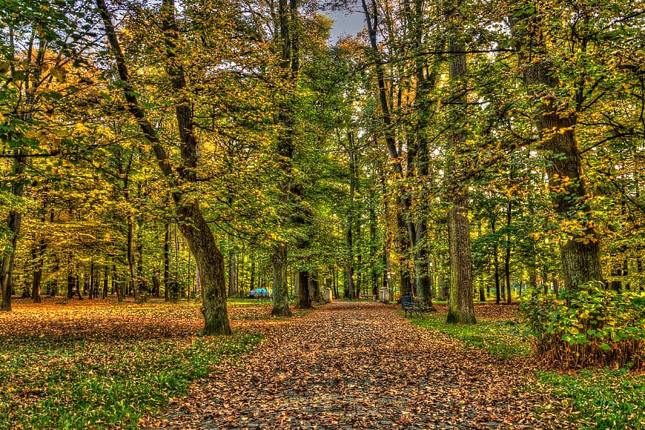trees, plants, nature, landscape, leaf, fall, autumn, green HD wallpaper