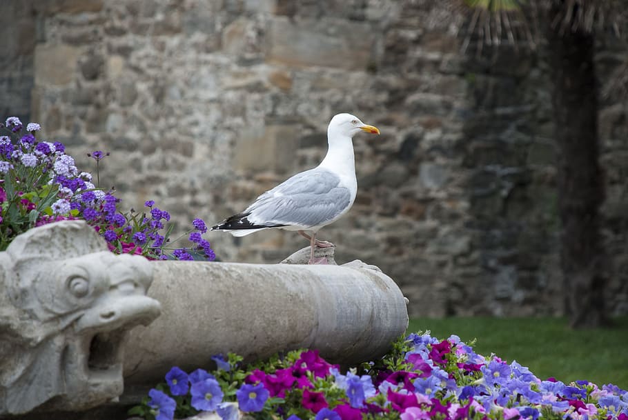 trut, bird, seagull, coast, summer, seabird, france, st malo HD wallpaper