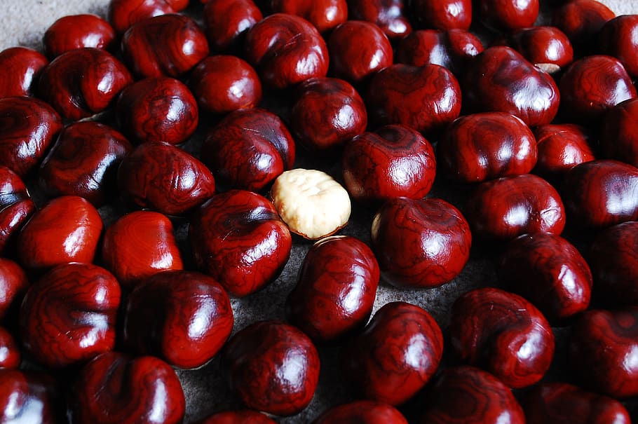 chestnut, nuts, still life, red, food and drink, healthy eating HD wallpaper