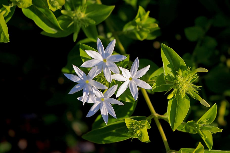 jasmine's star, flowers, white, 7 petals, nature, garden, green, HD wallpaper