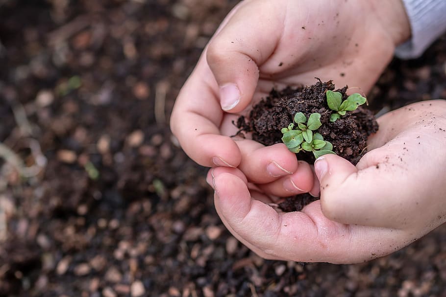 person holding green plant with soil, seedlings, children's hands