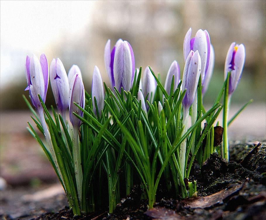 Spring, Crocus, Spring Awakening, flower, purple, close-up HD wallpaper