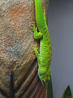 Lizard, Macro, Close, Stone, green, reptile, scale, dry, nature HD wallpaper