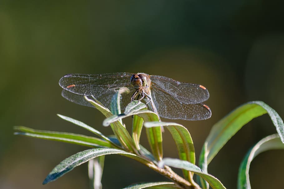 dragonfly, insect, close, nature, wing, light, flight insect HD wallpaper
