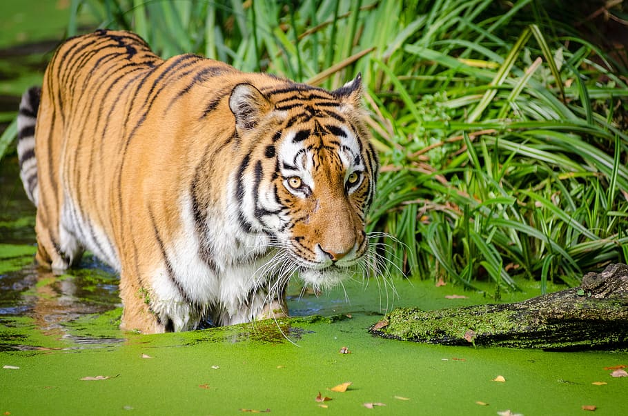 HD wallpaper: tiger on water beside green bush, animal, big cat ...