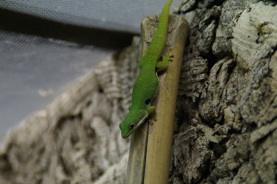 gecko, green, lizard, reptile, day gecko, climb, terrarium HD wallpaper