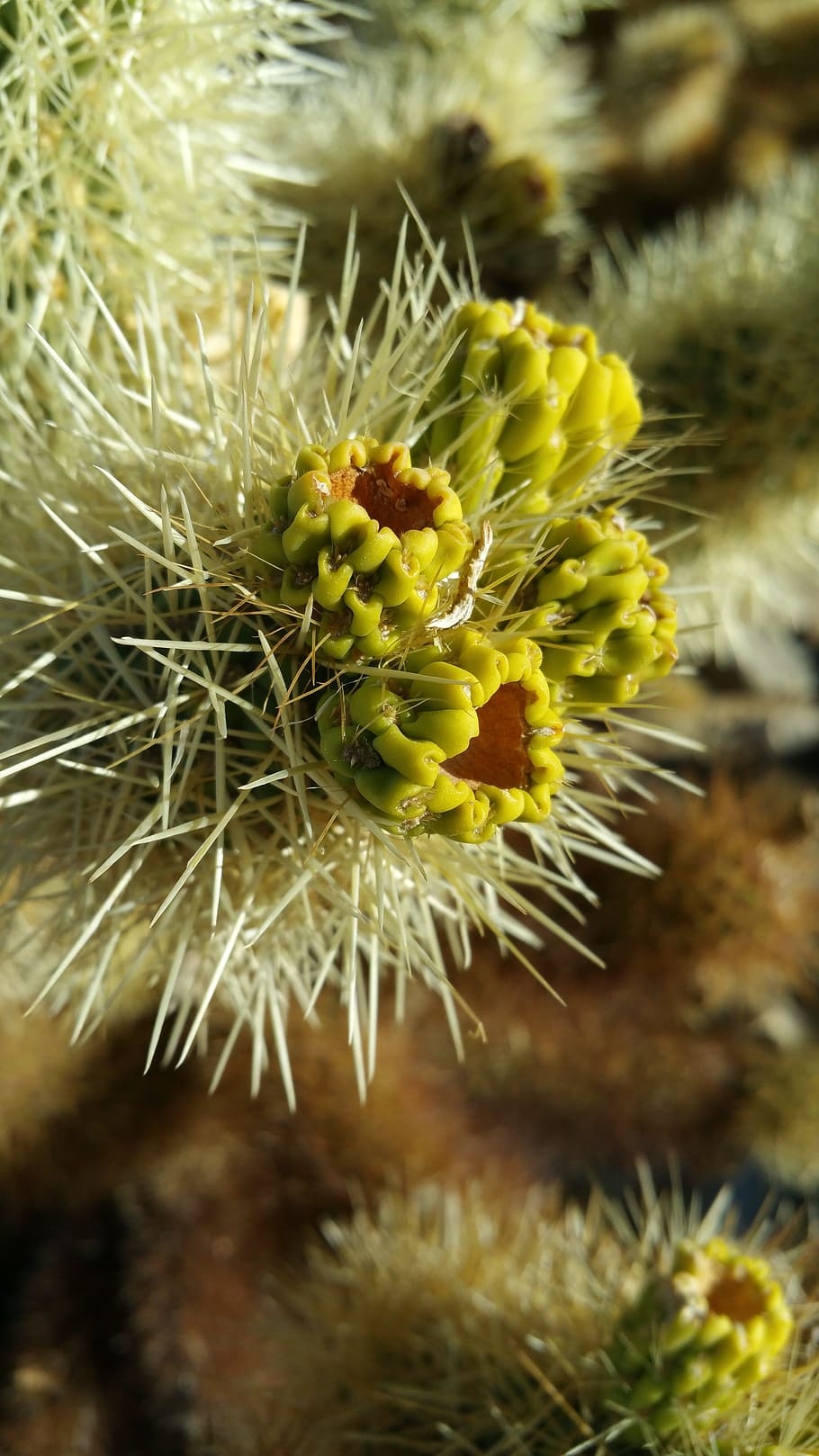 cactus, fruit, prickly, thorn, nature, desert, flower, flowering plant HD wallpaper