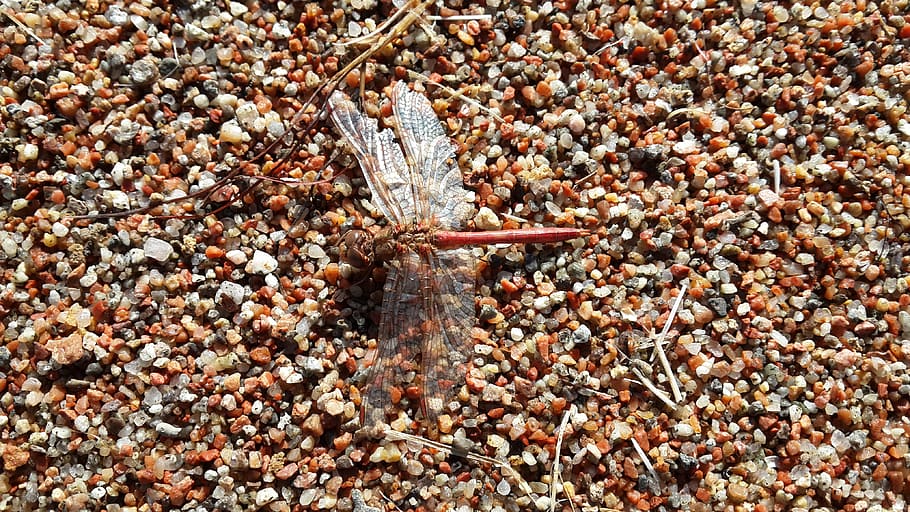 dragonfly, sand, beach, coast, nature, backgrounds, close-up HD wallpaper