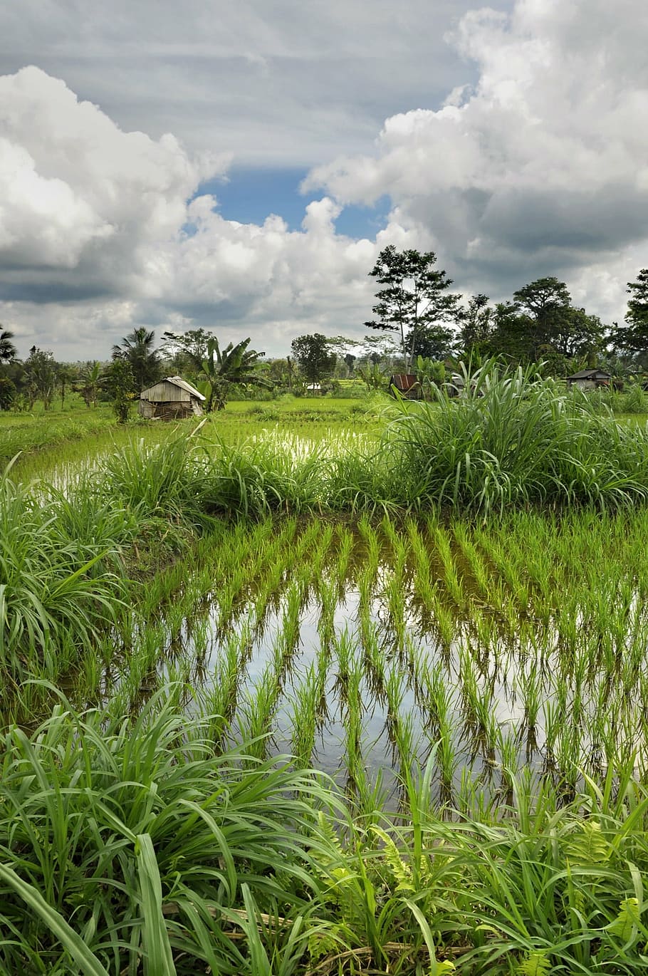 paddy, mood, nature, plant, cloud - sky, green color, growth HD wallpaper