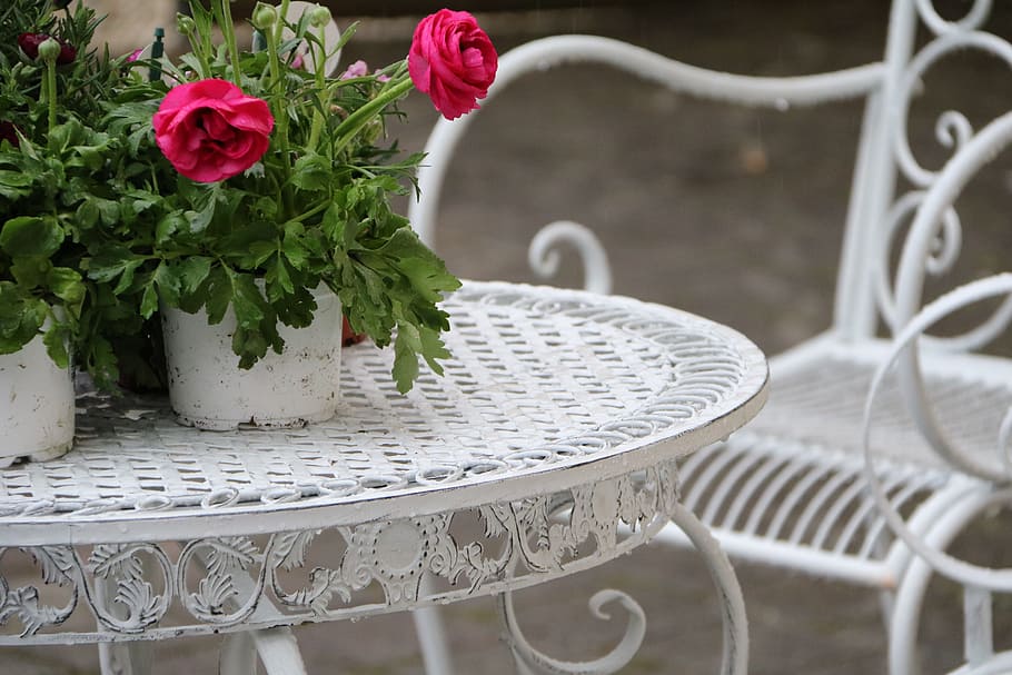 Ranunculus, Spring Flowers, Romantic, no people, close-up, outdoors HD wallpaper